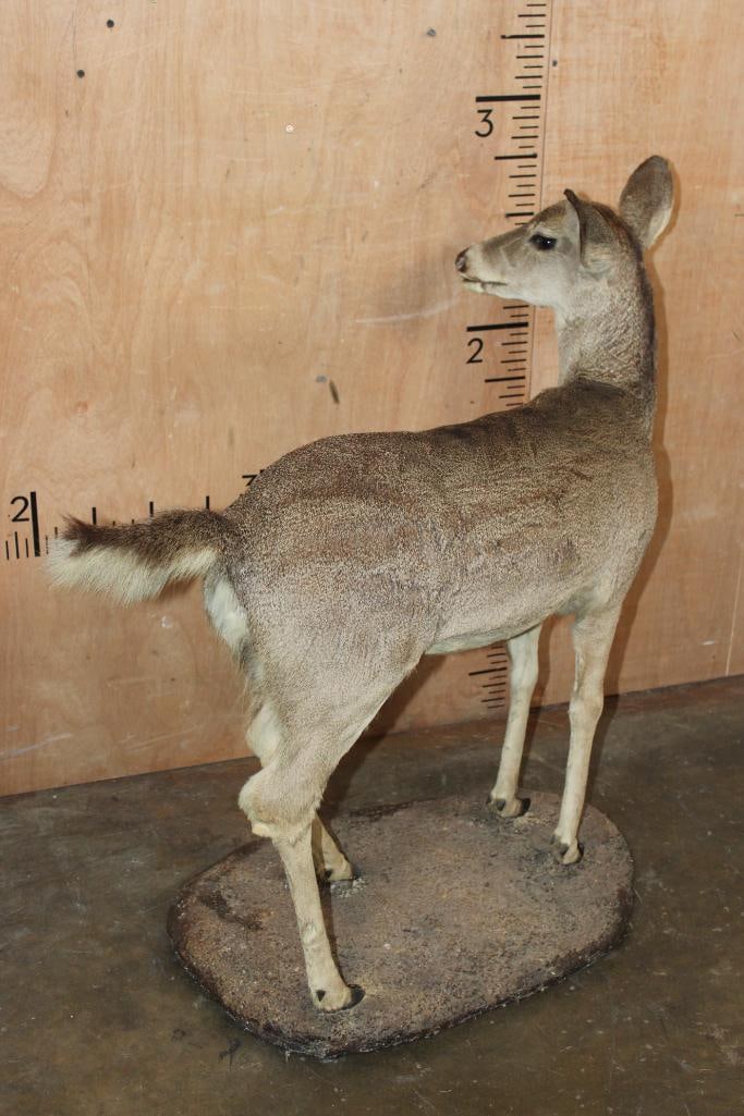 WHITETAIL DEER Fawn on a Natural Base - 6