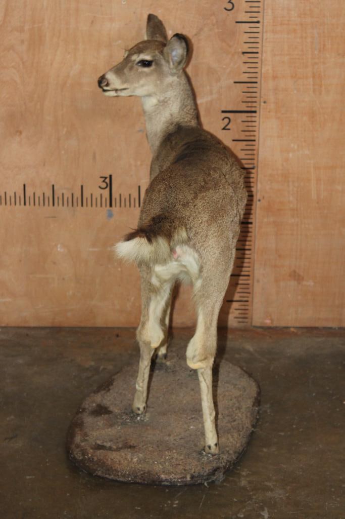 WHITETAIL DEER Fawn on a Natural Base - 7