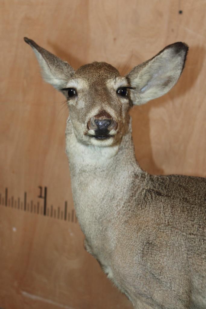WHITETAIL DEER Fawn on a Natural Base - 8
