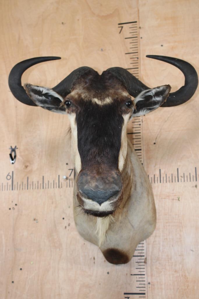 WHITE-BEARDED GNU Shoulder Mount: WHITE-BEARDED GNU Shoulder Mount. It has a 27" Spread and is in Good Condition. TAXIDERMY 