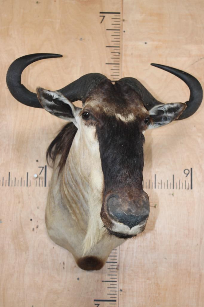 WHITE-BEARDED GNU Shoulder Mount - 2