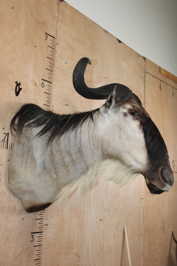 WHITE-BEARDED GNU Shoulder Mount - 3