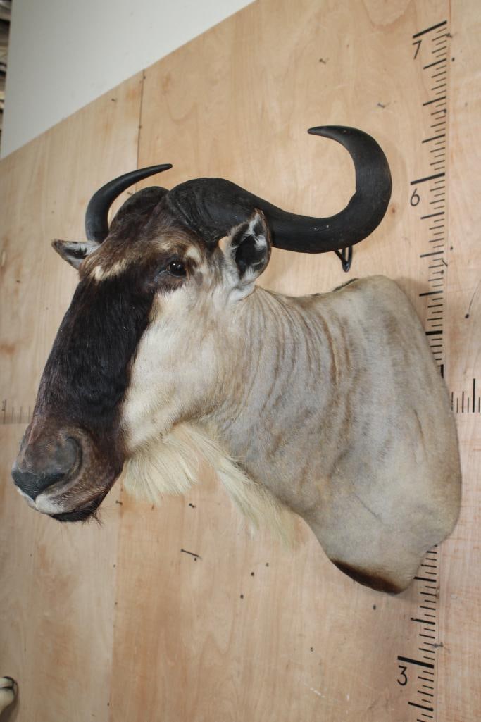 WHITE-BEARDED GNU Shoulder Mount - 4