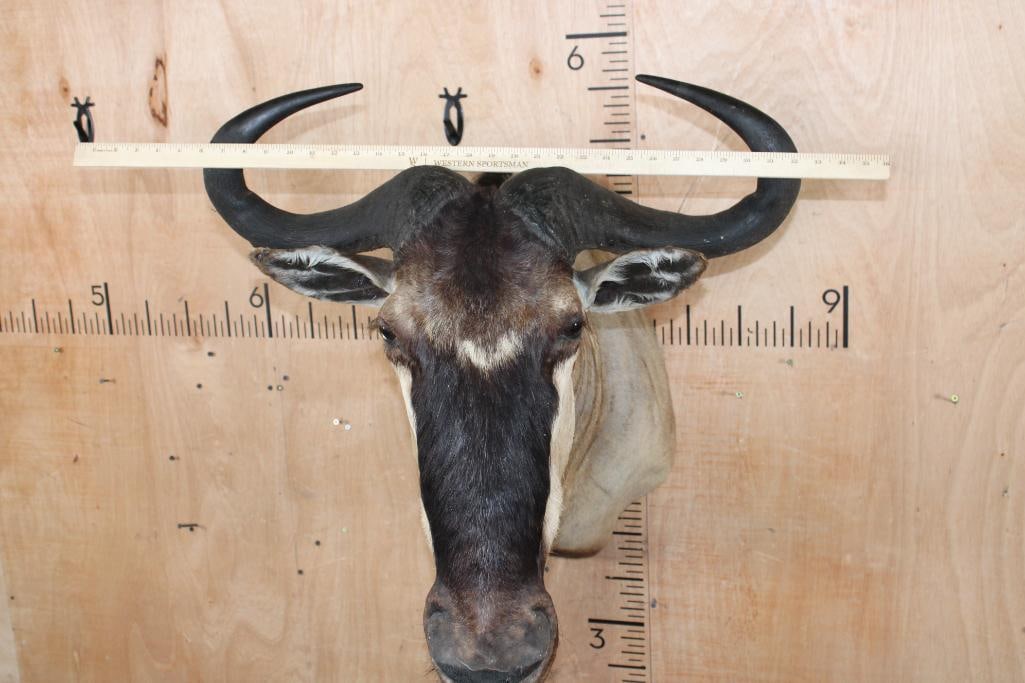 WHITE-BEARDED GNU Shoulder Mount - 5