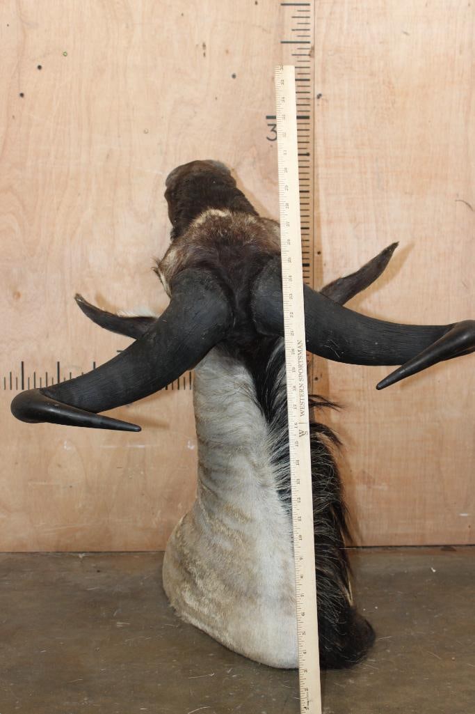 WHITE-BEARDED GNU Shoulder Mount - 6