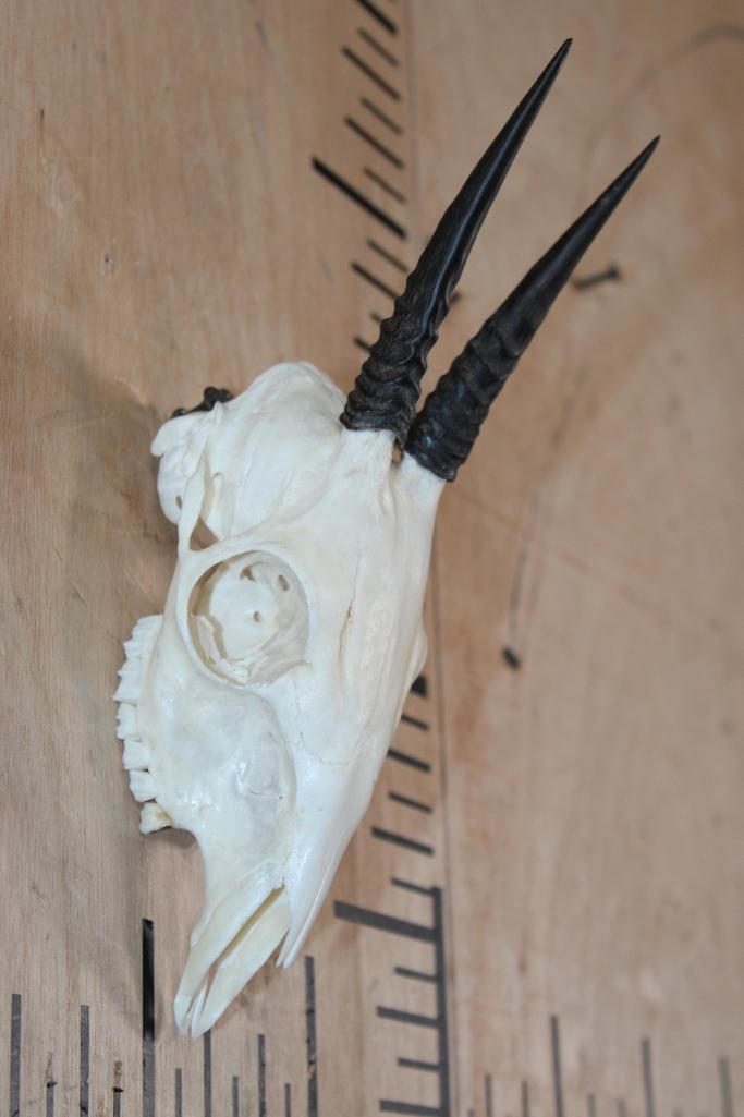 COMMON DUIKER Skull with All its Teeth - 2