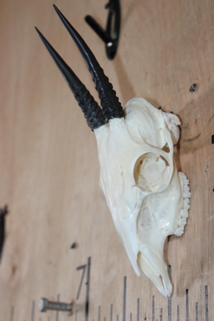 COMMON DUIKER Skull with All its Teeth - 3