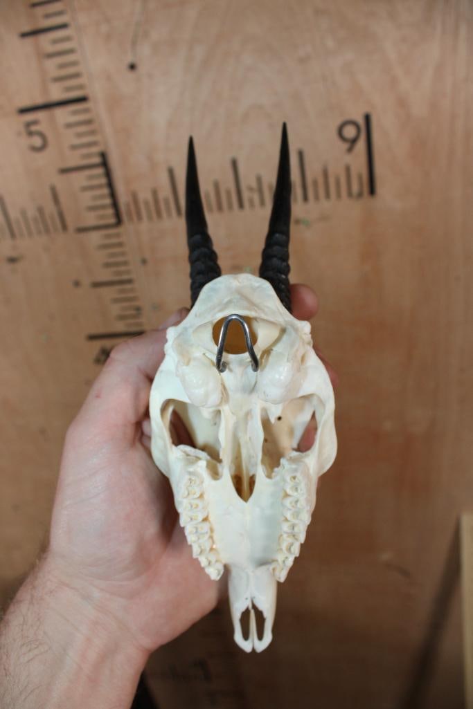 COMMON DUIKER Skull with All its Teeth - 5