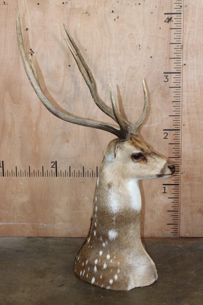 Big AXIS DEER Floor or Table Pedestal Mount - 2