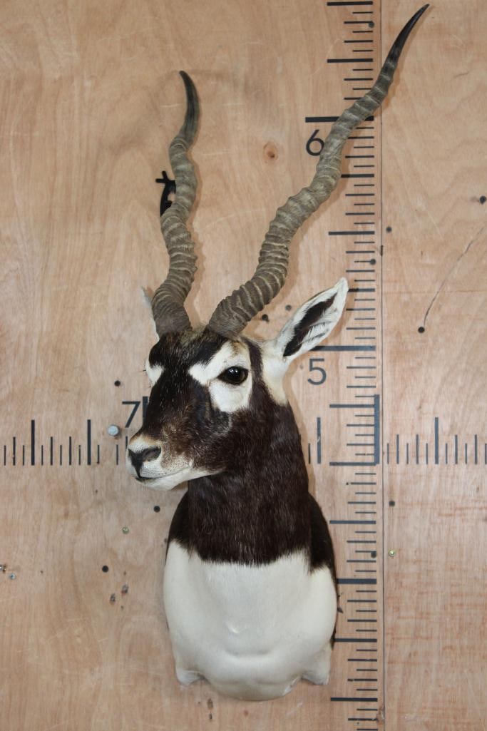 Big BLACKBUCK Shoulder Mount - 2