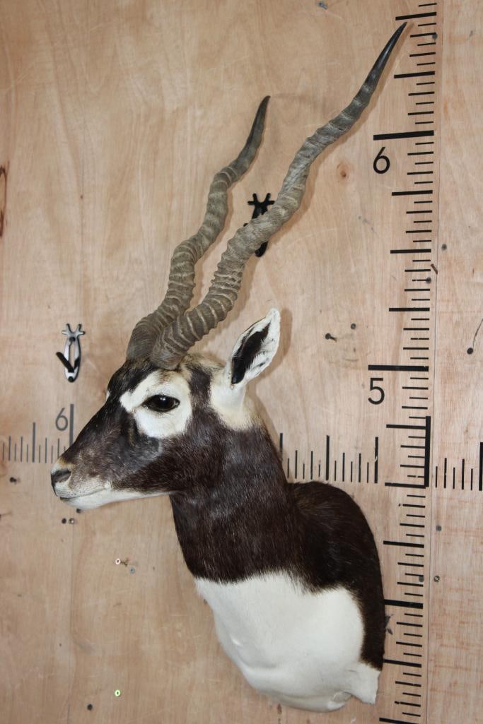 Big BLACKBUCK Shoulder Mount - 3