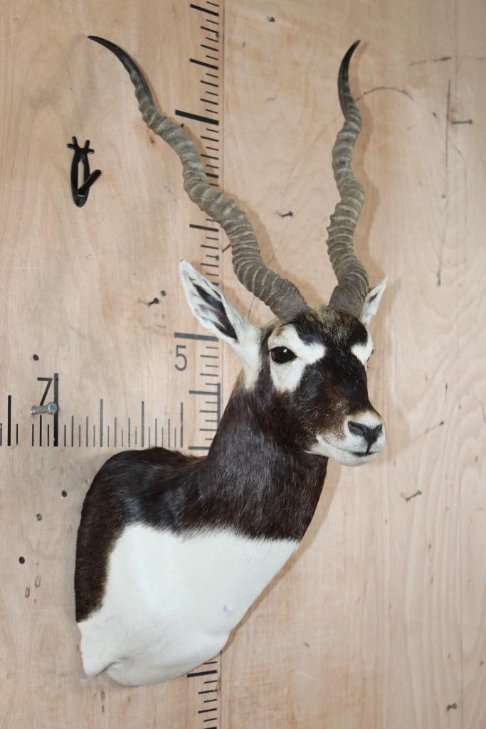 Big BLACKBUCK Shoulder Mount - 4