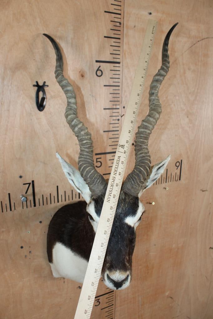 Big BLACKBUCK Shoulder Mount - 5