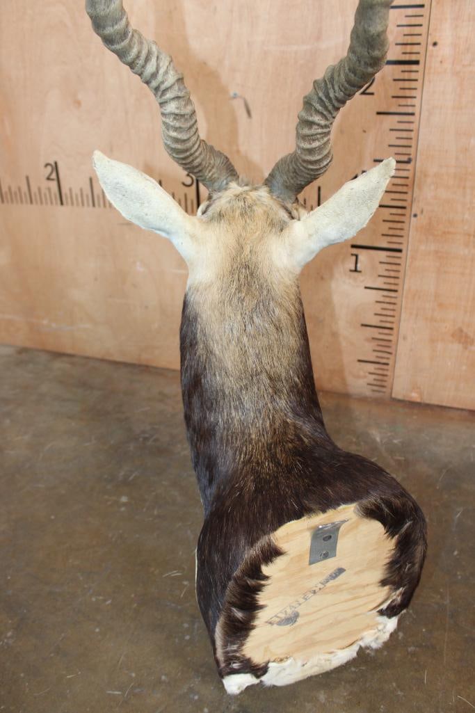 Big BLACKBUCK Shoulder Mount - 6