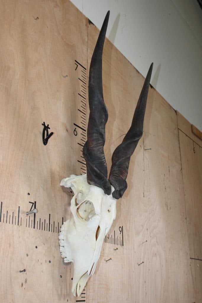 Big ELAND Skull with a Wire Hanger for Display - 2