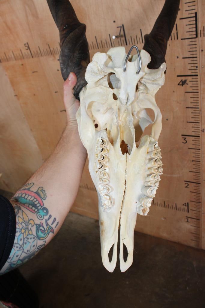 Big ELAND Skull with a Wire Hanger for Display - 7