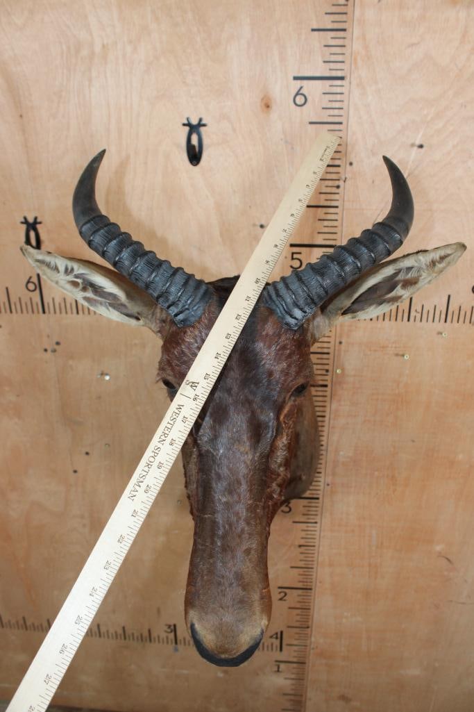 TSESSEBE Shoulder Mount - 4