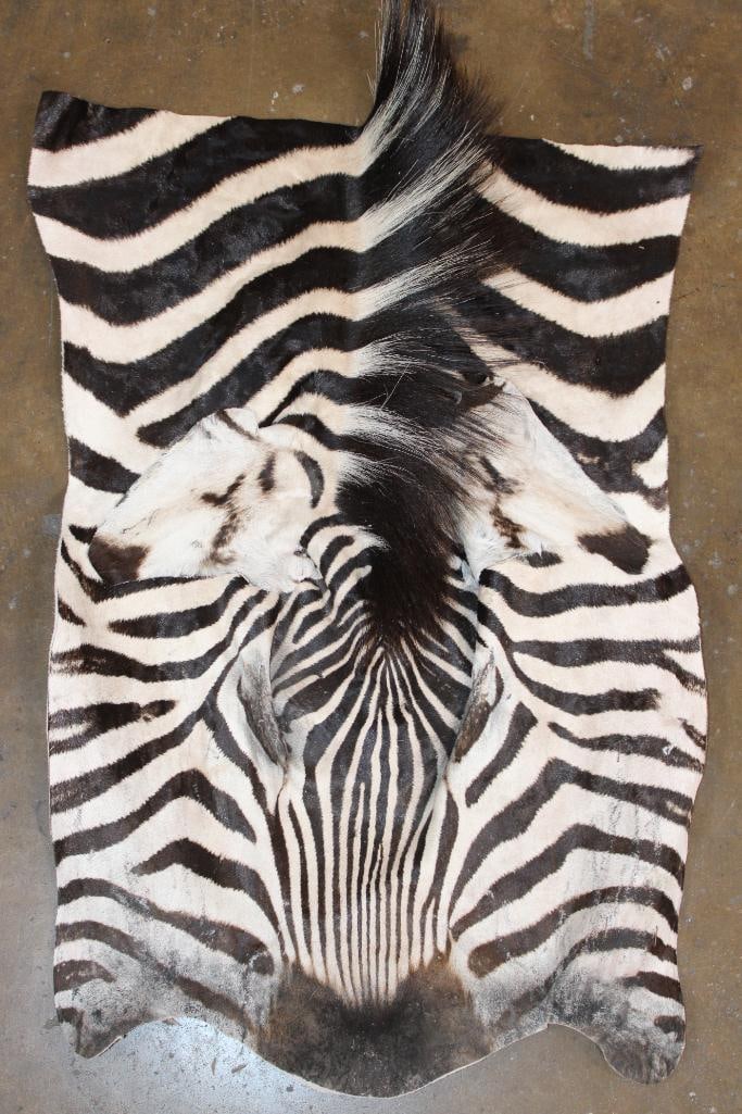 ZEBRA Head Hide Section: Very Nice, Clean, and Newer Vibrant ZEBRA Head Hide Section. It measures 28" Long x 20" Wide and is in Very Good Condition. TAXIDERMY HIDES 
