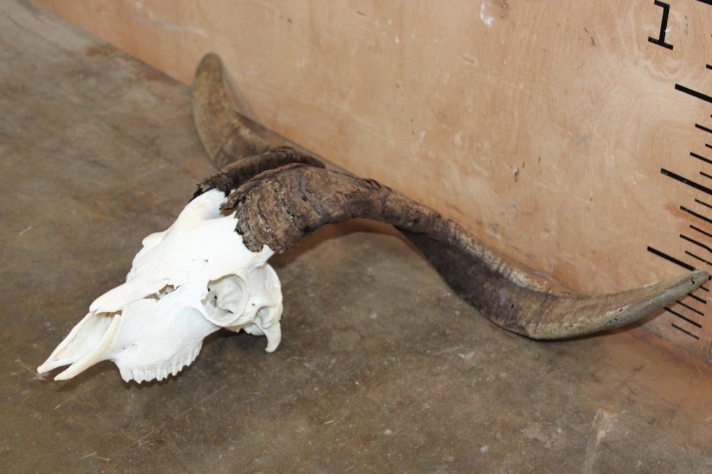 CATALINA GOAT Skull - 2