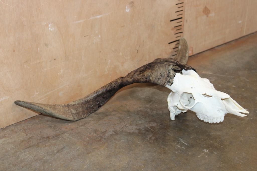 CATALINA GOAT Skull - 3