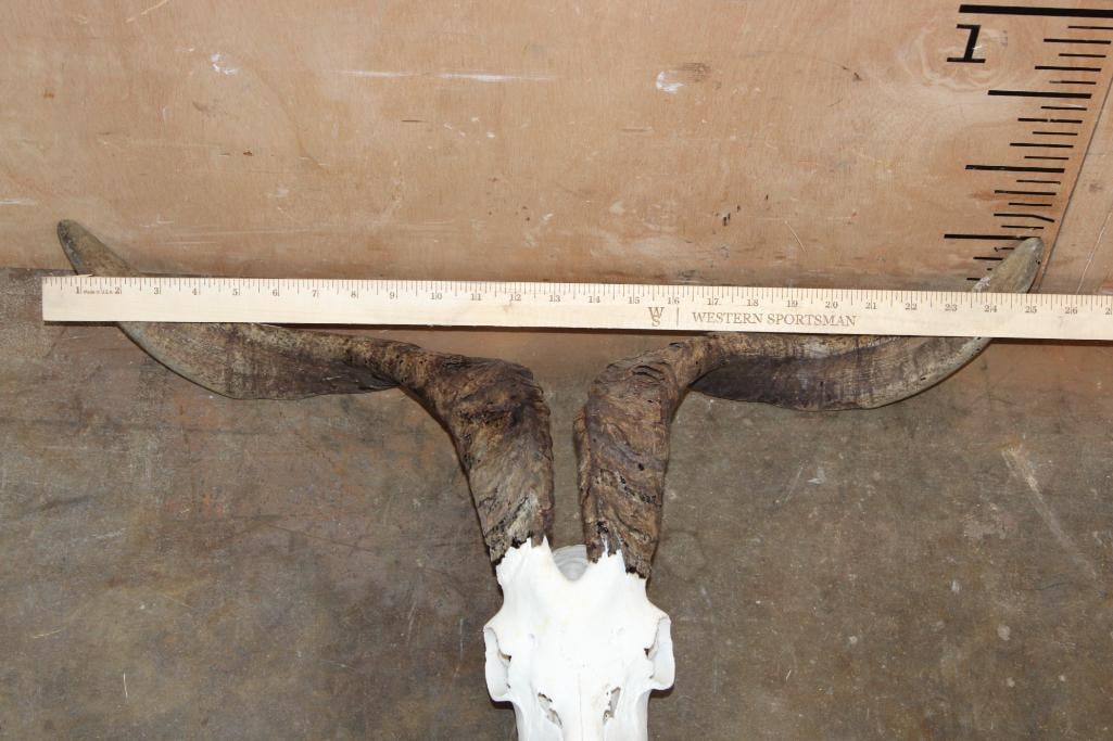 CATALINA GOAT Skull - 4