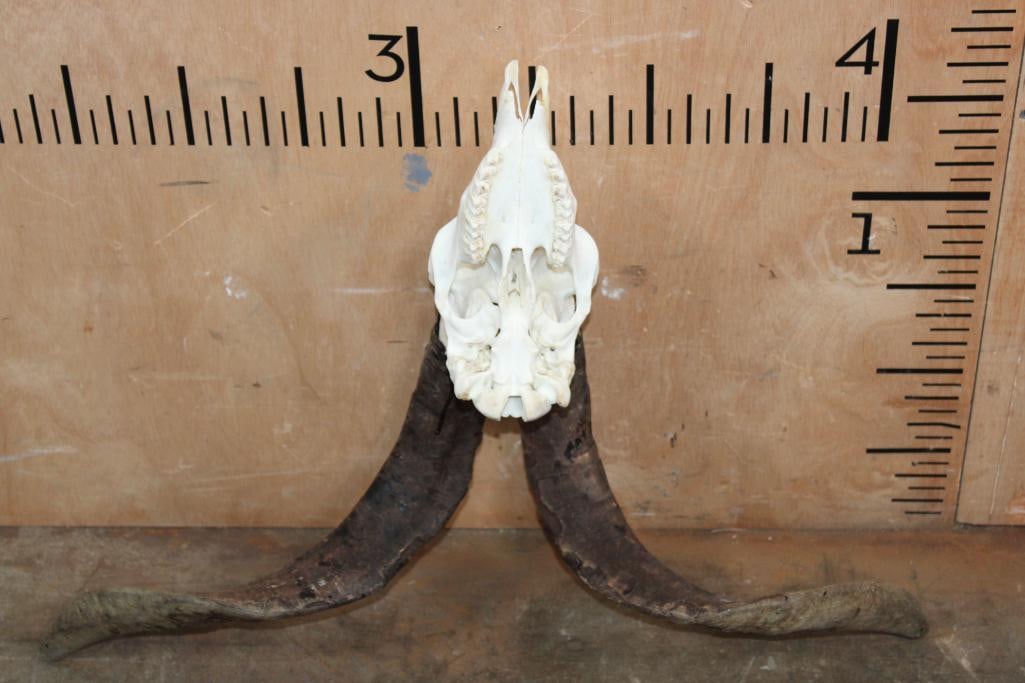 CATALINA GOAT Skull - 5
