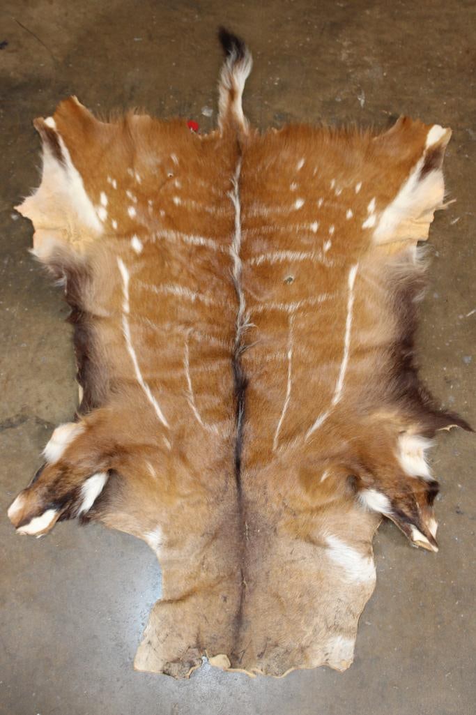 BUSHBUCK Hide: BUSHBUCK Hide. It measures 51" Long x 35" Wide and is in Good Condition. TAXIDERMY HIDES 