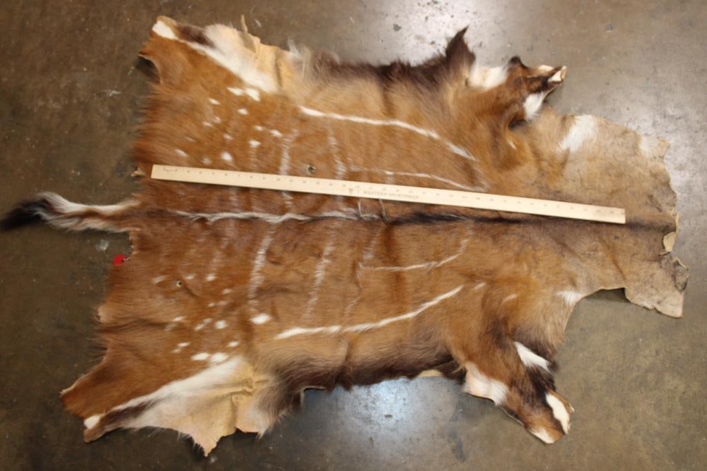 BUSHBUCK Hide - 2