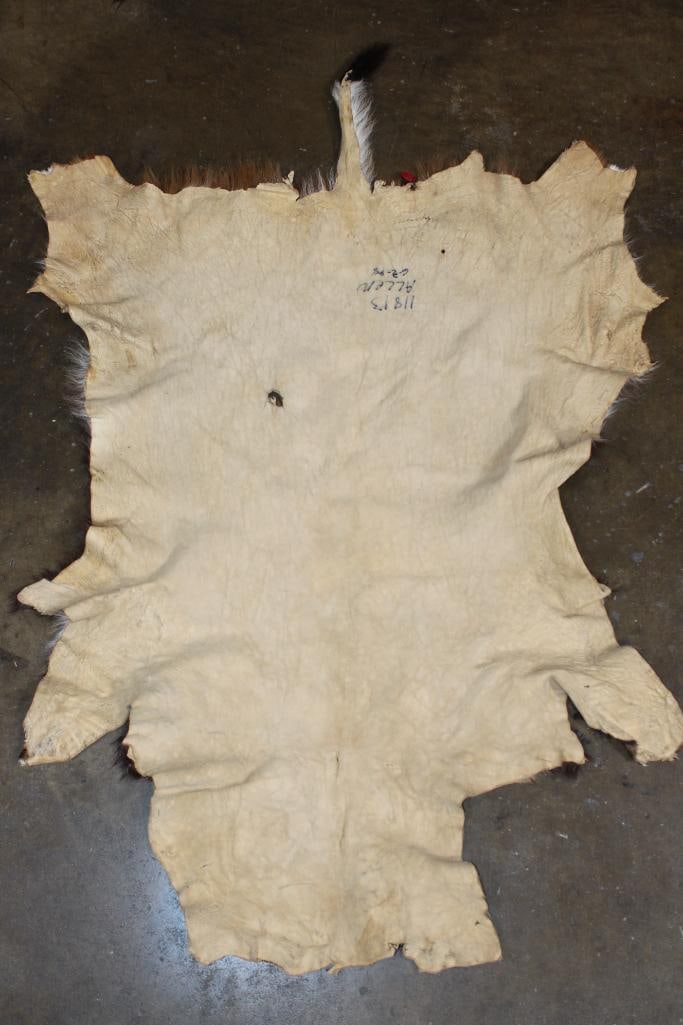 BUSHBUCK Hide - 3