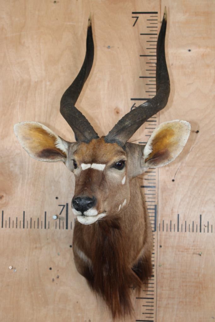 NYALA Shoulder Mount - 2