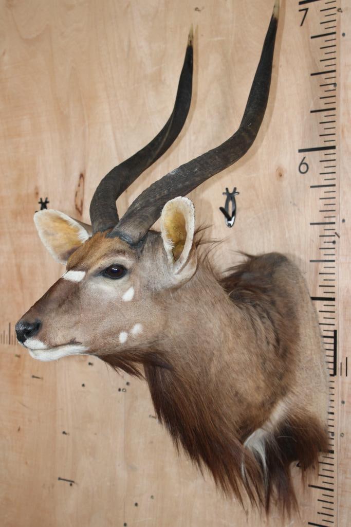 NYALA Shoulder Mount - 3
