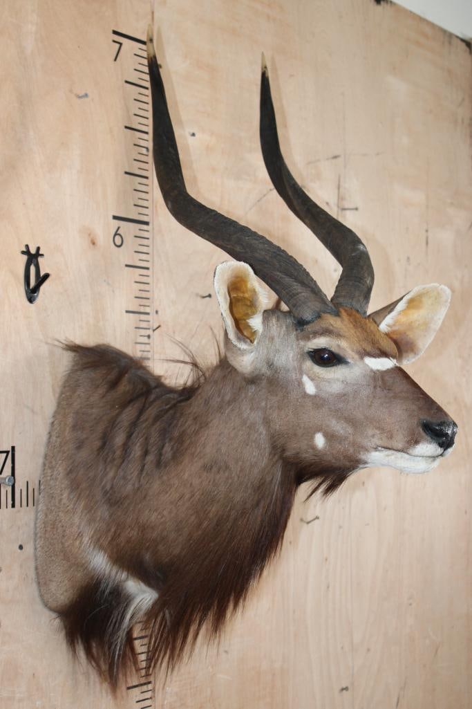 NYALA Shoulder Mount - 4