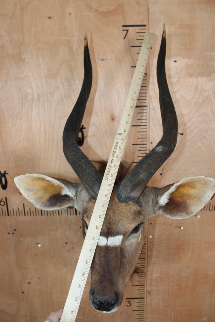 NYALA Shoulder Mount - 5