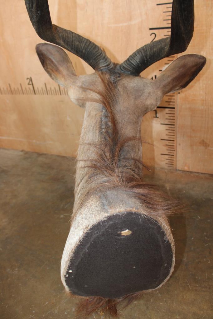 NYALA Shoulder Mount - 6