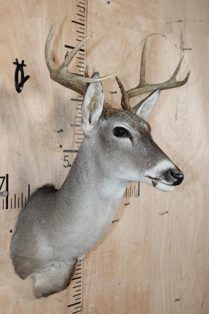 8-Point WHITETAIL DEER Shoulder Mount - 2