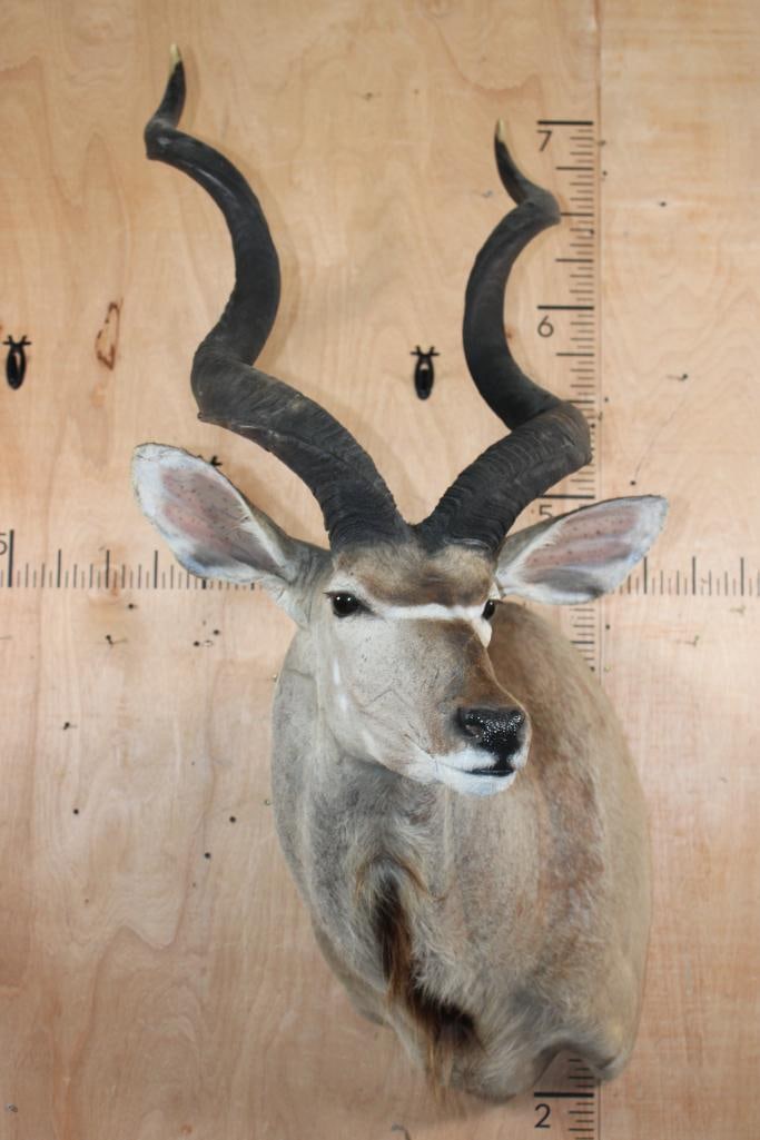 KUDU Shoulder Mount - 2