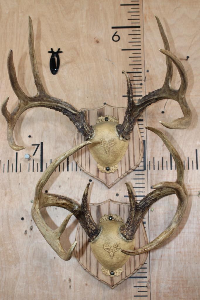 (2) WHITETAIL DEER Antler Racks on matching Wood Plaques: 2 Very Nice WHITETAIL DEER Antler Racks. There is a 9-Point with an 18.25" Spread and an 8-Point with a 15 7/8" Spread. They are mounted on matching Wood Plaques. TAXIDERMY 