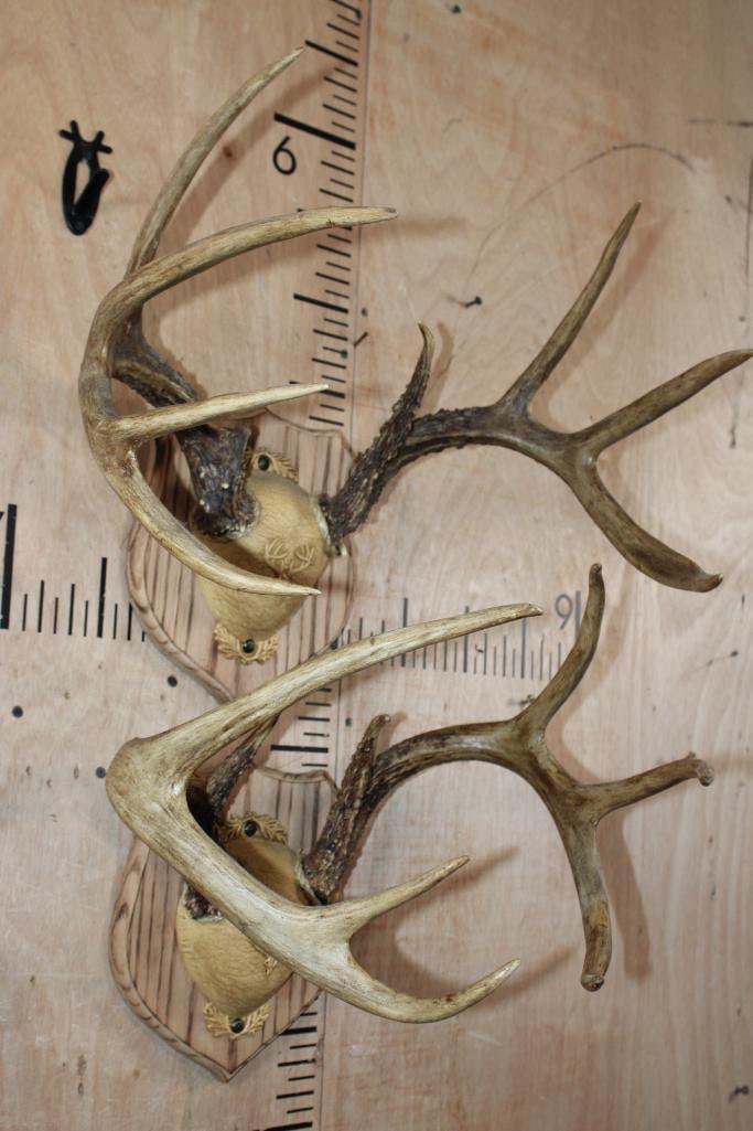 (2) WHITETAIL DEER Antler Racks on matching Wood Plaques - 2