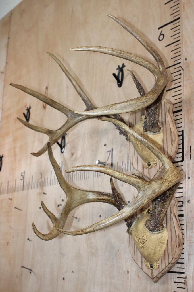 (2) WHITETAIL DEER Antler Racks on matching Wood Plaques - 3