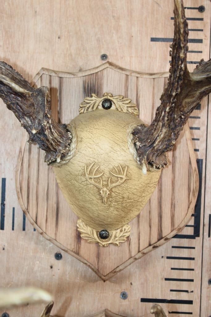 (2) WHITETAIL DEER Antler Racks on matching Wood Plaques - 4