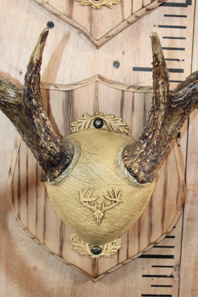 (2) WHITETAIL DEER Antler Racks on matching Wood Plaques - 5