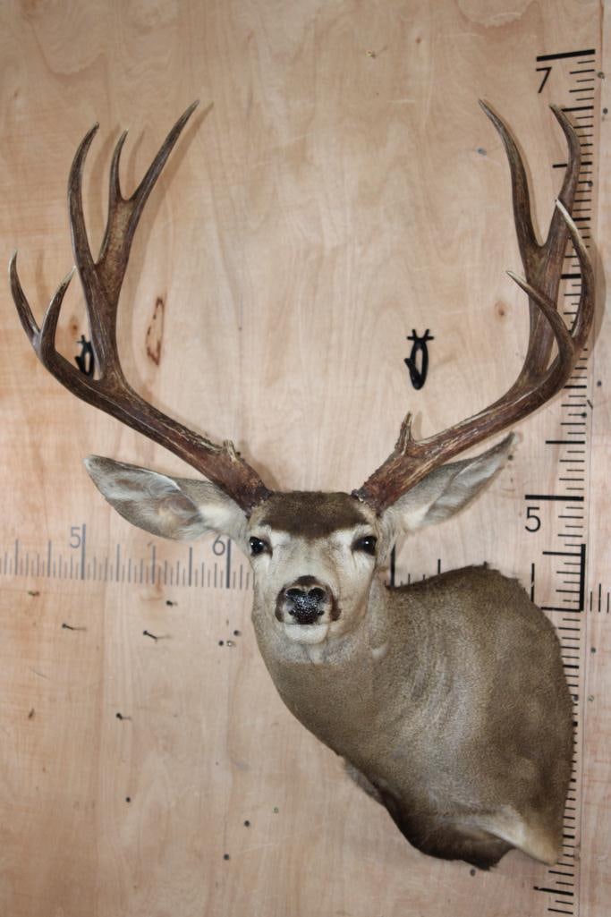 Big 12-Point MULE DEER Shoulder Mount: Big 12-Point MULE DEER Shoulder Mount. It has a 27" Spread and is in Good Condition. TAXIDERMY 