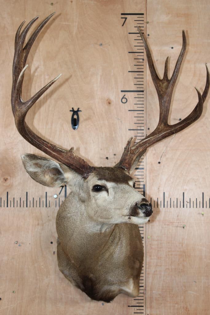 Big 12-Point MULE DEER Shoulder Mount - 2
