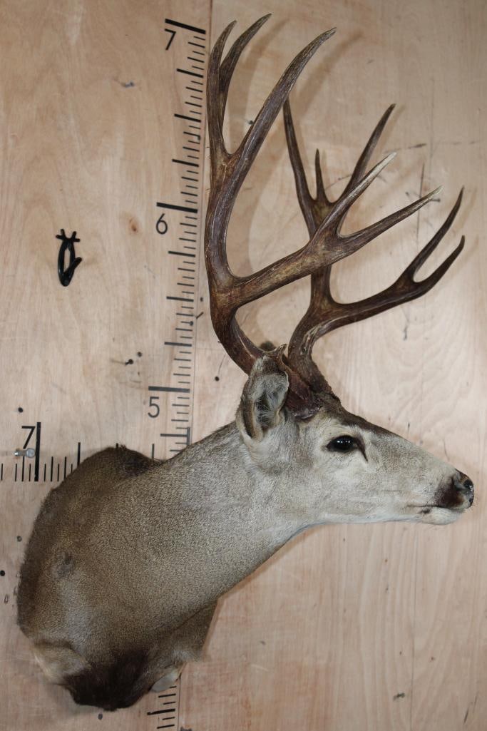 Big 12-Point MULE DEER Shoulder Mount - 3