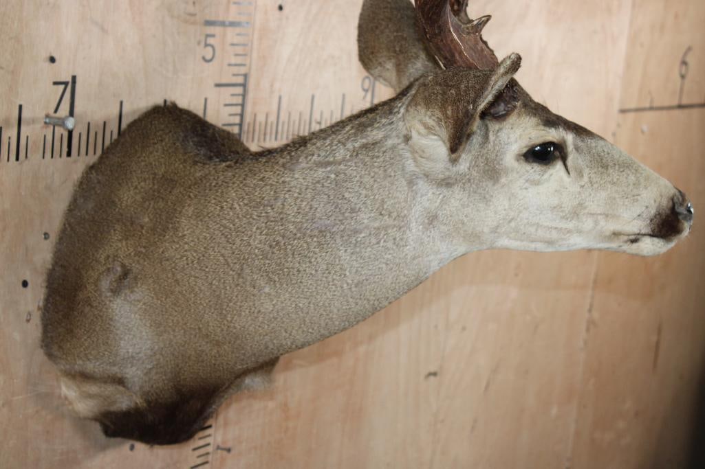 Big 12-Point MULE DEER Shoulder Mount - 4