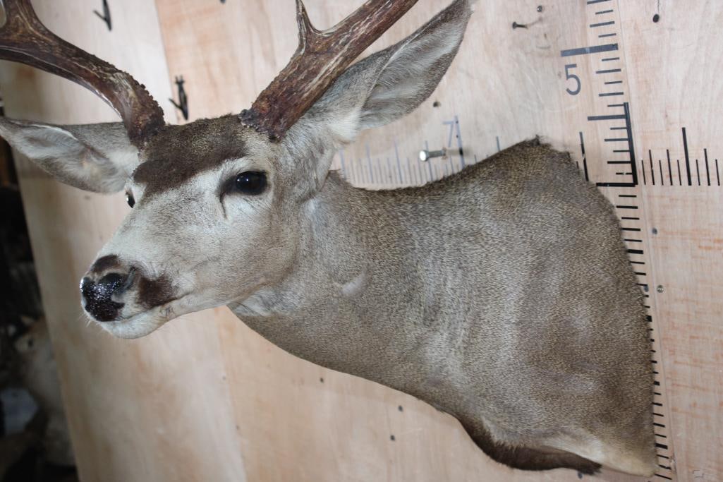 Big 12-Point MULE DEER Shoulder Mount - 5