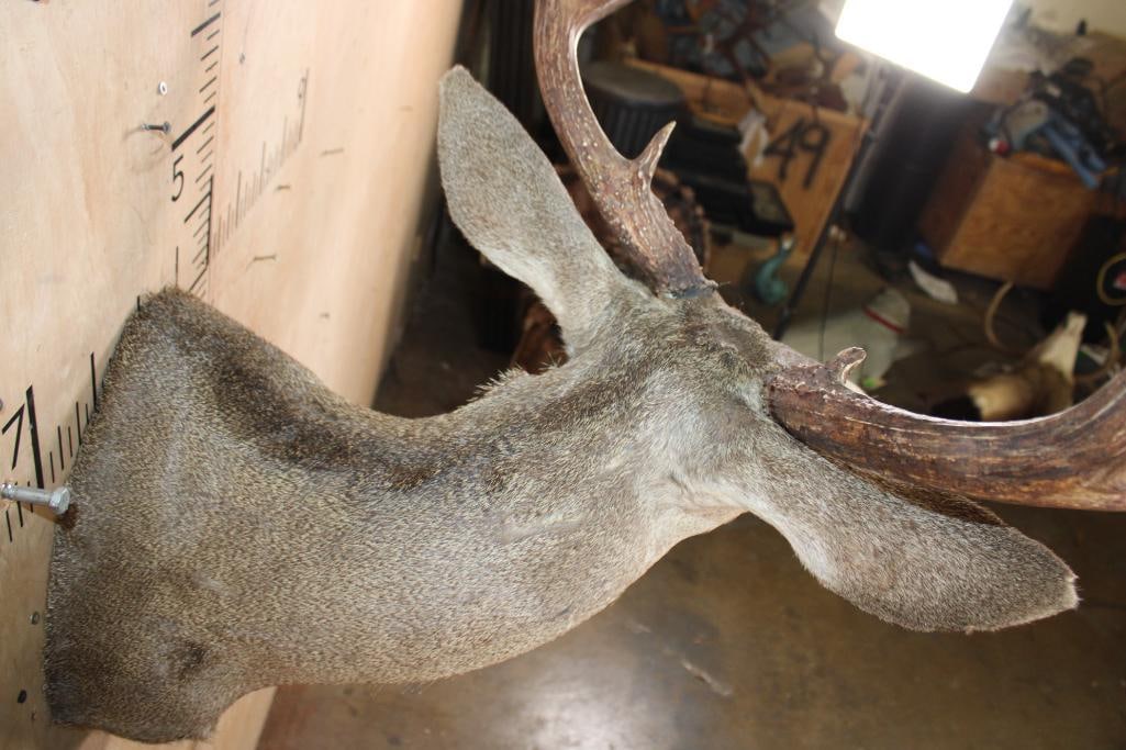 Big 12-Point MULE DEER Shoulder Mount - 7