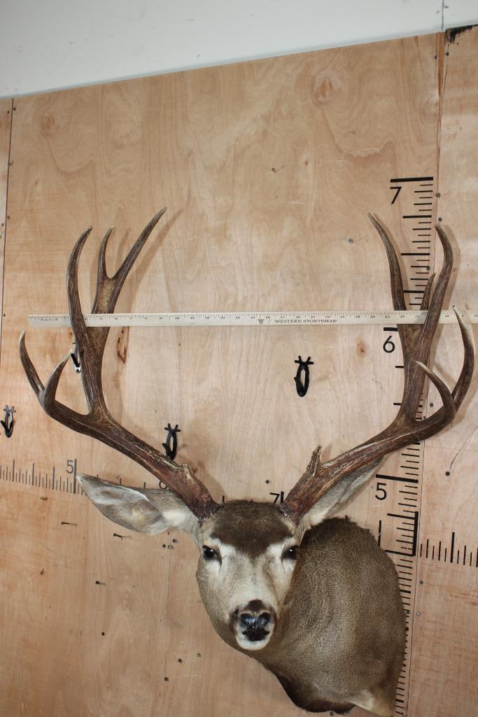 Big 12-Point MULE DEER Shoulder Mount - 8
