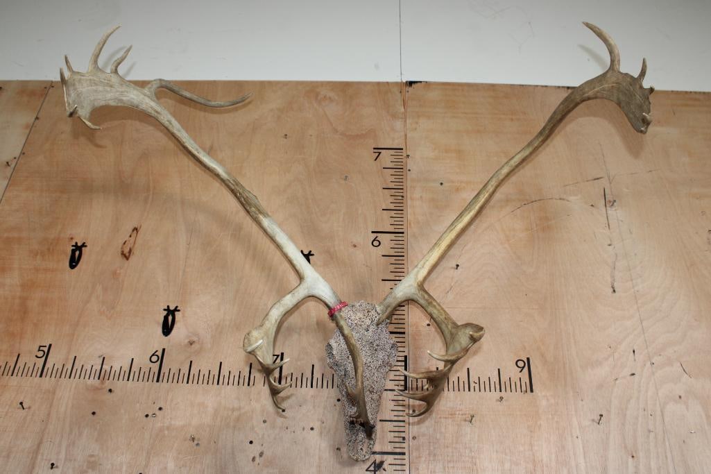 Big 24-Point CARIBOU Skull with a "Rock Spray" Texture Finish: Nice and Big 24-Point CARIBOU Skull. It has a "Rock Spray" Texture Finish and a 43.5" Spread. TAXIDERMY SKULLS 
