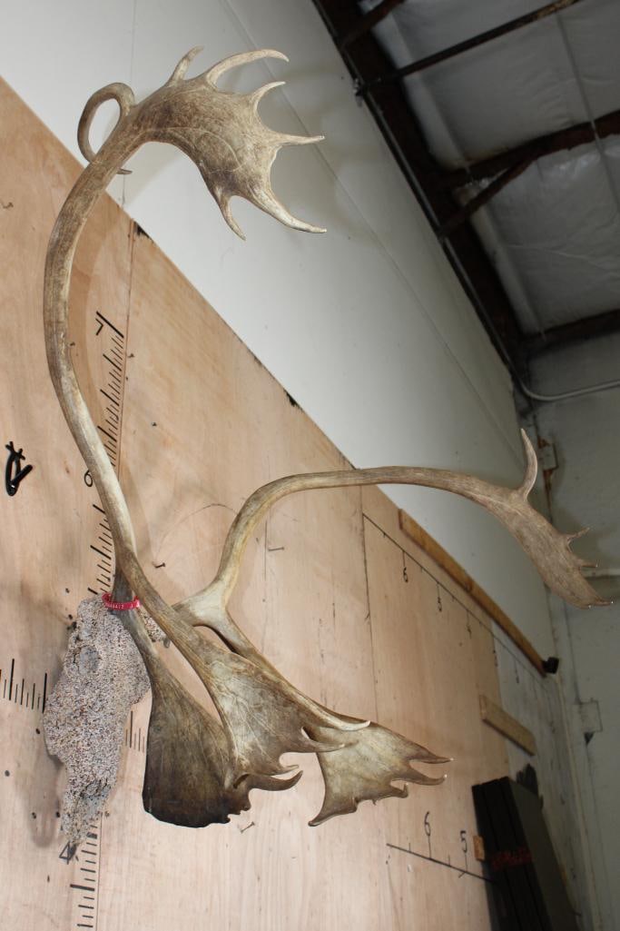Big 24-Point CARIBOU Skull with a "Rock Spray" Texture Finish - 2